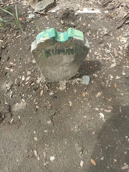 Kumin
