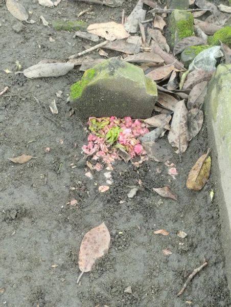 Makam