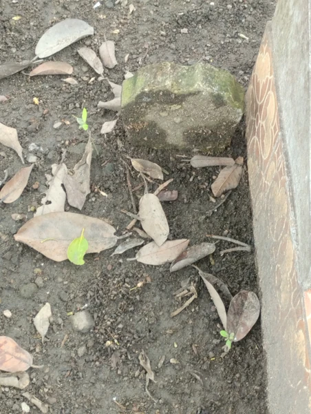 Makam