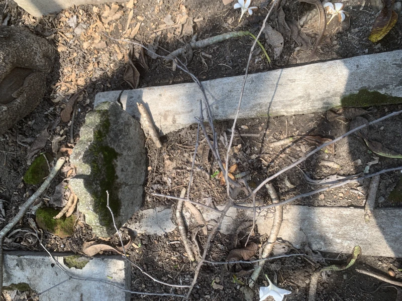 Makam